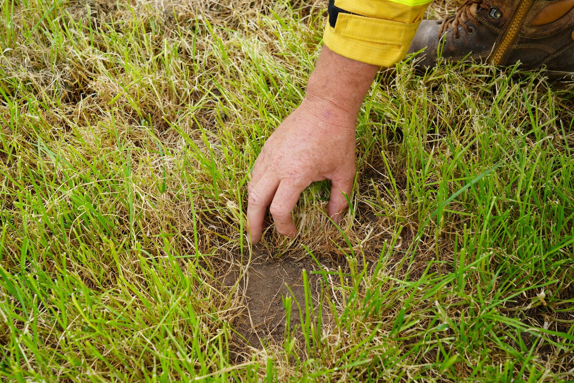 CFA calls for community volunteers to monitor grasslands
