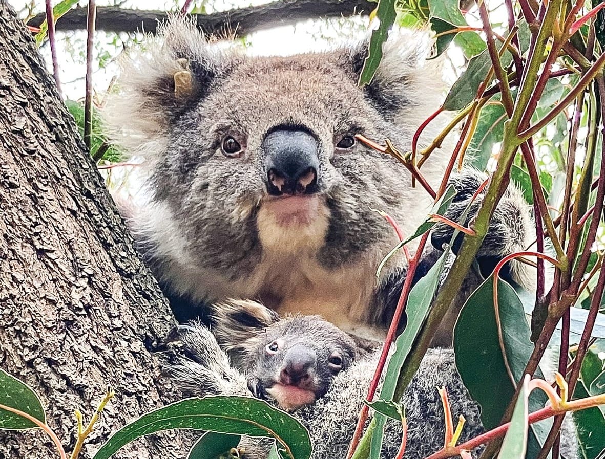 Calls for koalas to be reintroduced to Phillip Island