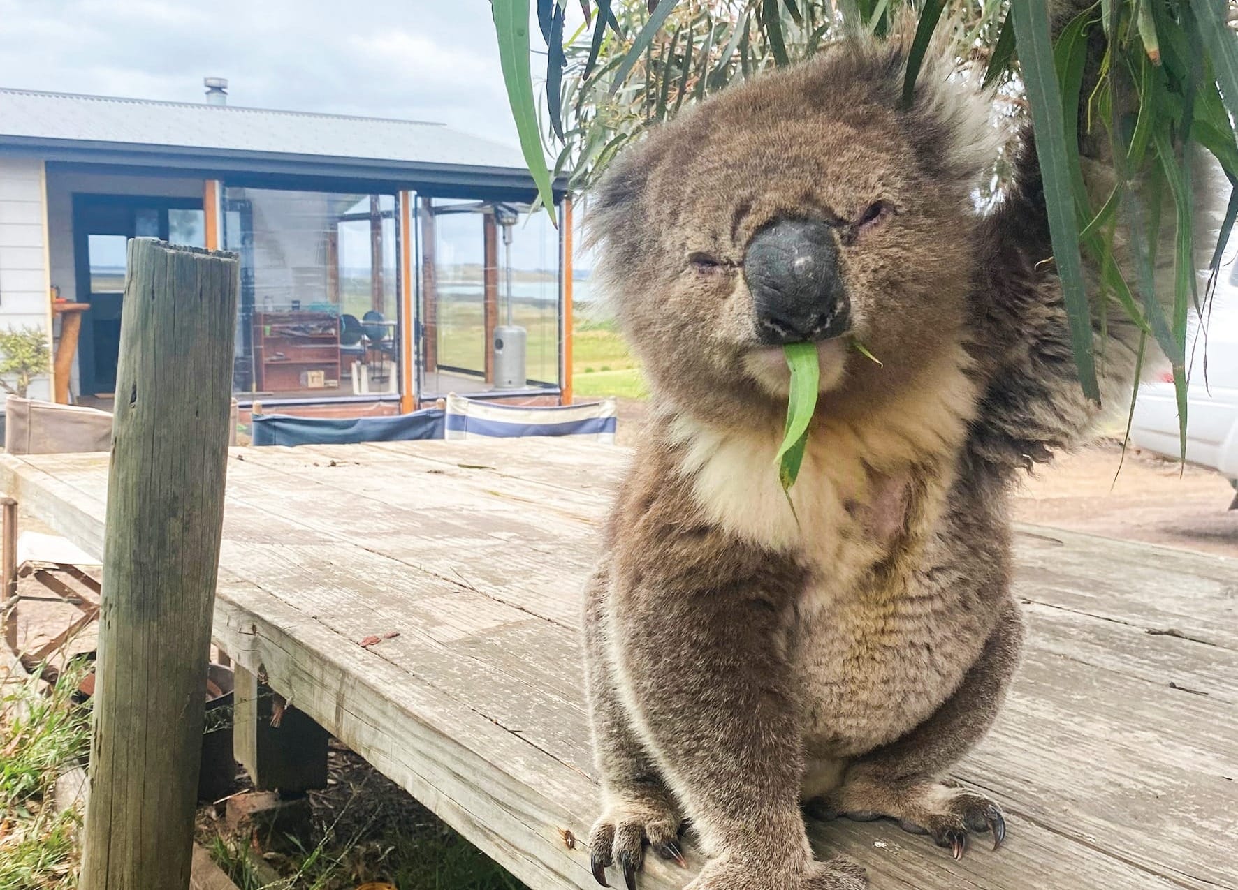 Hungry French Island koalas to be euthanised