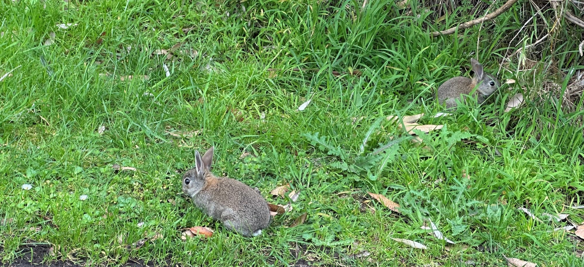 Island rabbit population an “unfolding catastrophe”
