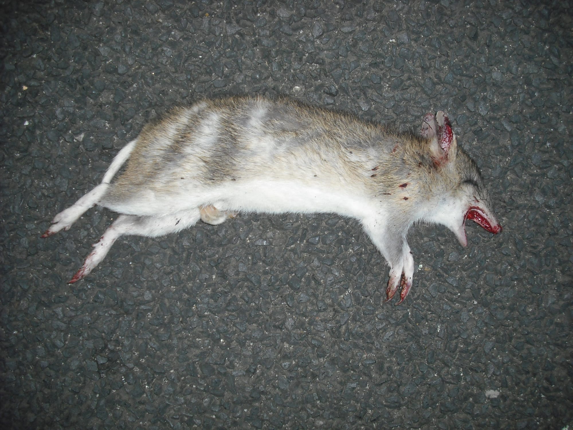 Endangered bandicoots roadkill tally surges