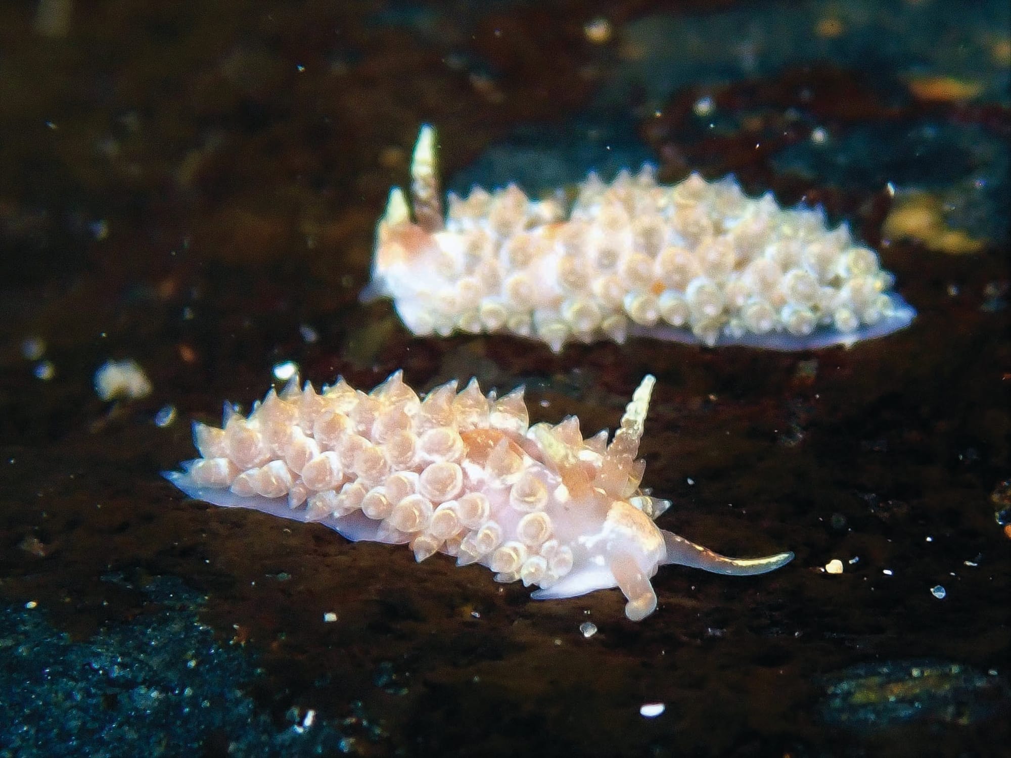 Free family activities this summer