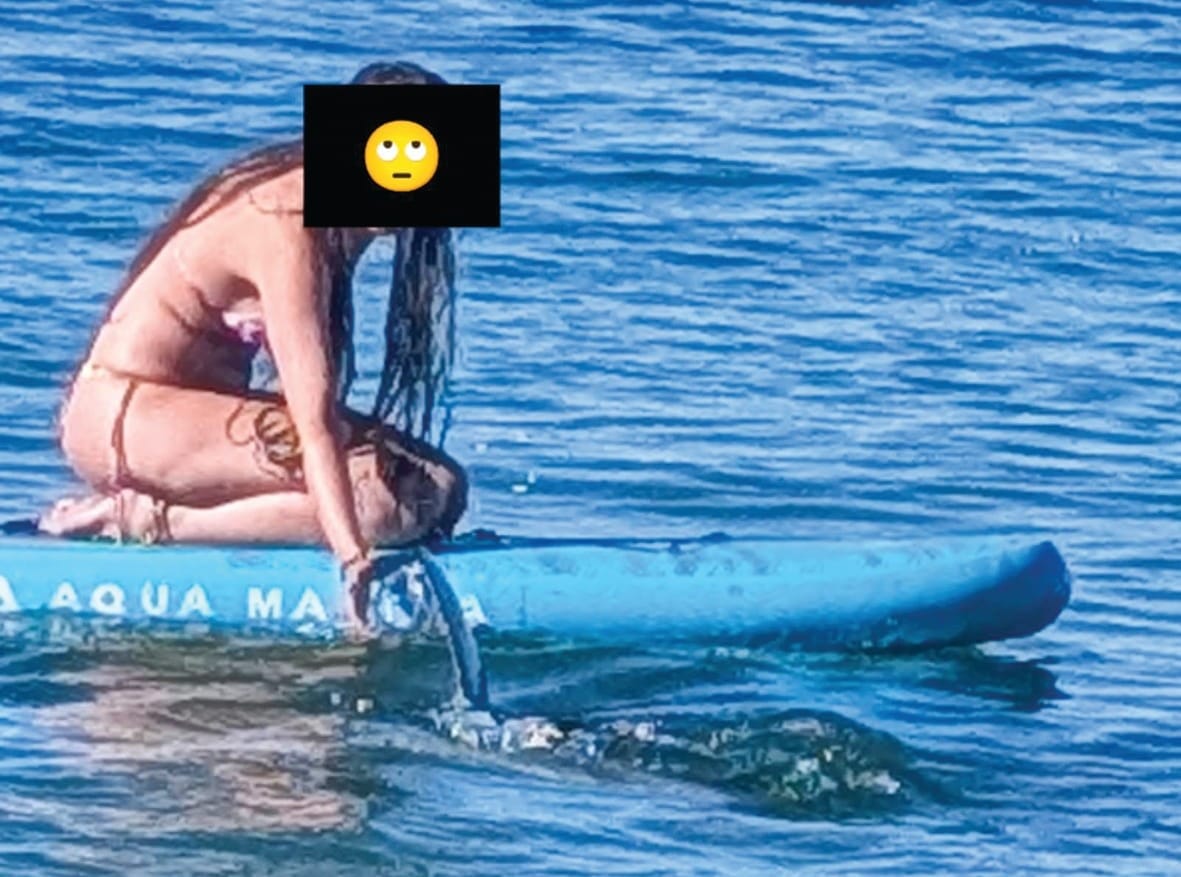Dolphin investigation
