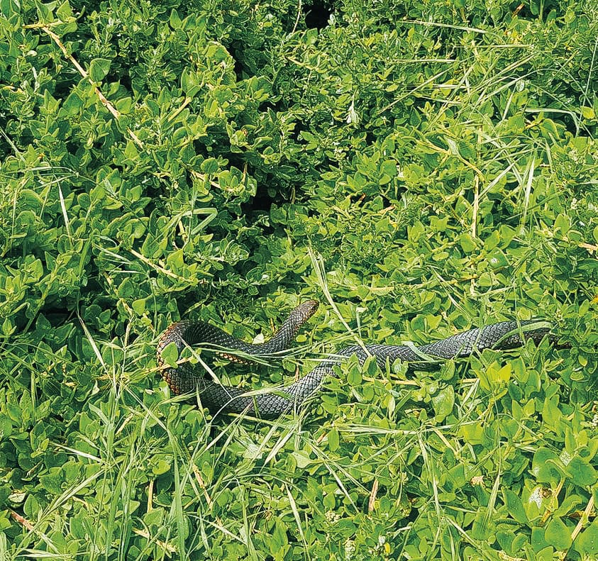 Be snake-aware this long weekend