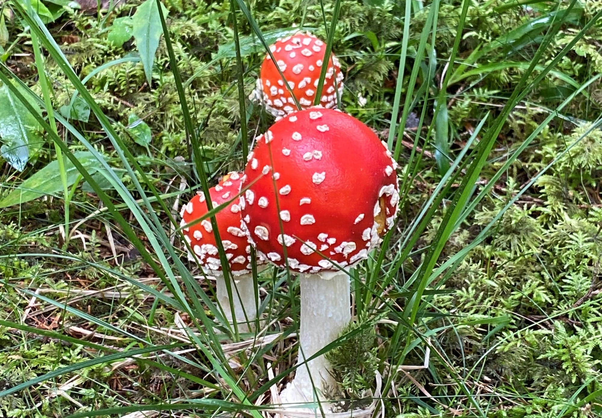 Poisonous mushrooms begin to appear as cool weather sets in