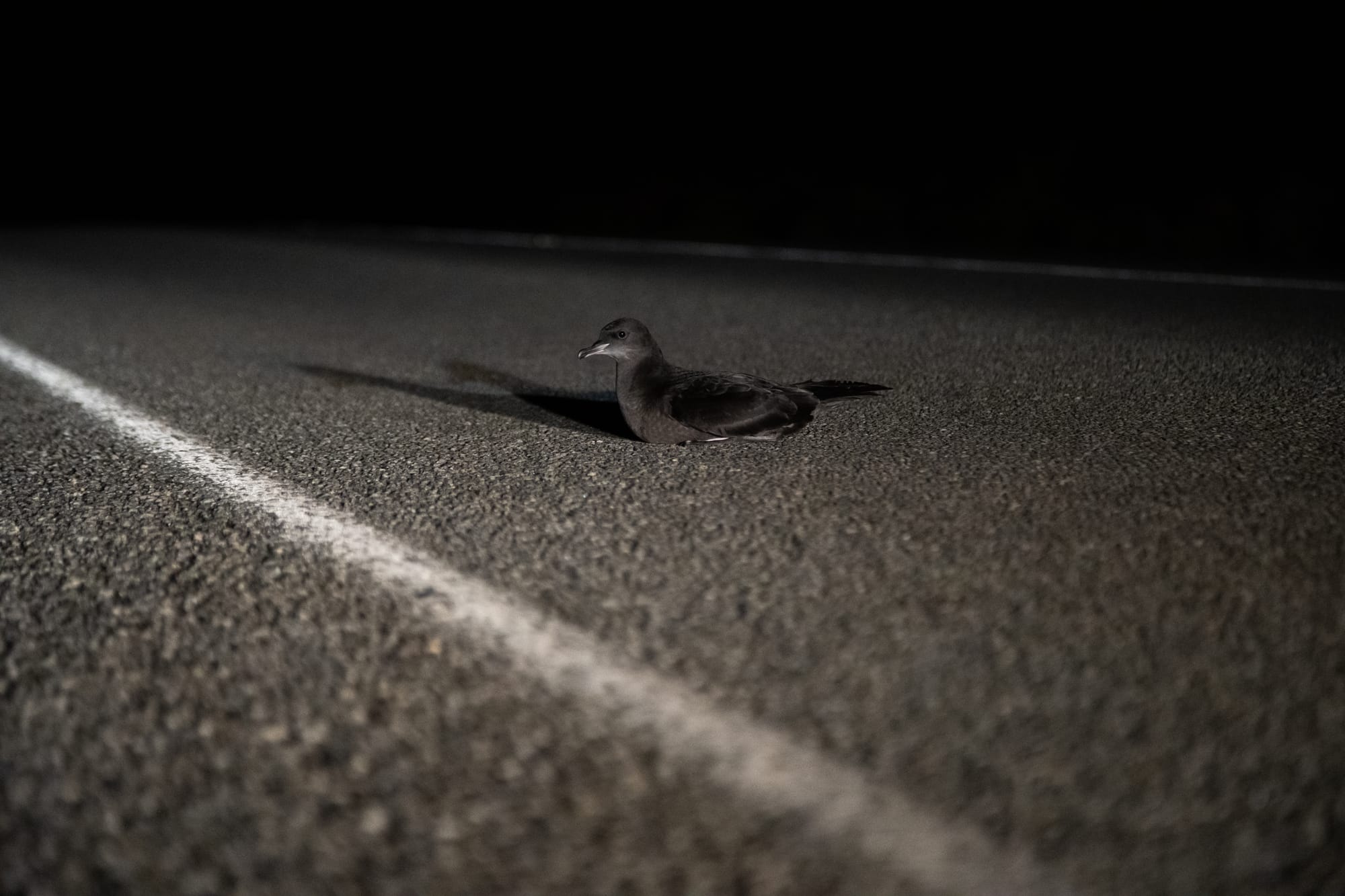 New research explains shearwater mass deaths