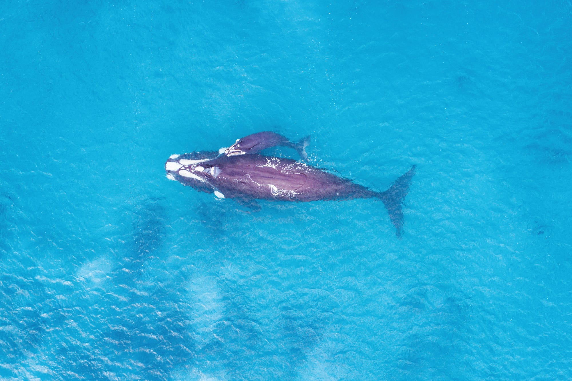 Whale season ahead: boat with care