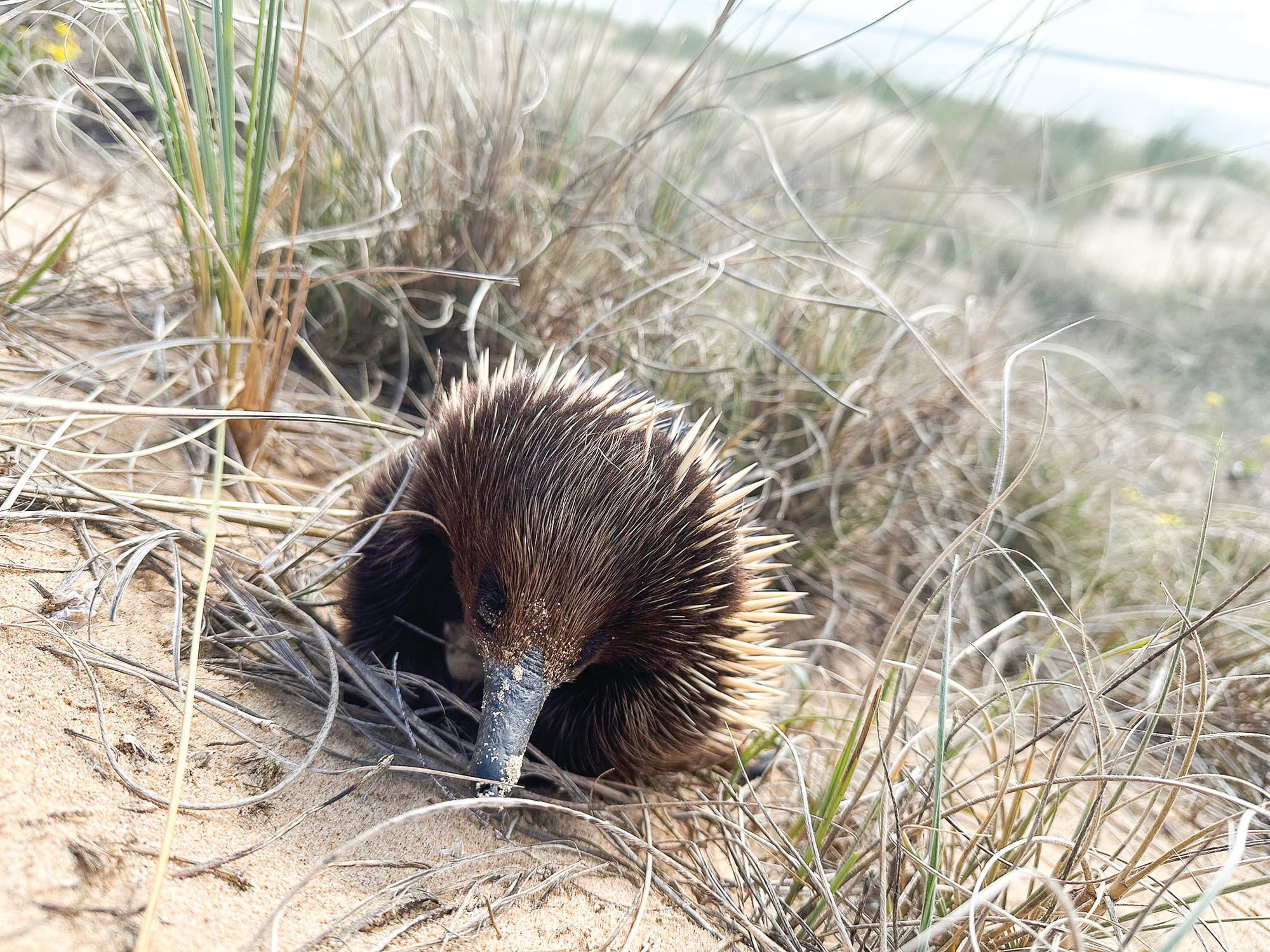 Funding cut to wildlife rescue
