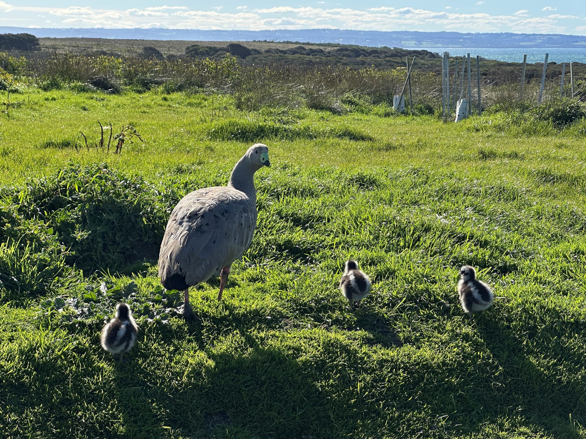 Licence to cull geese numbers plummet on island