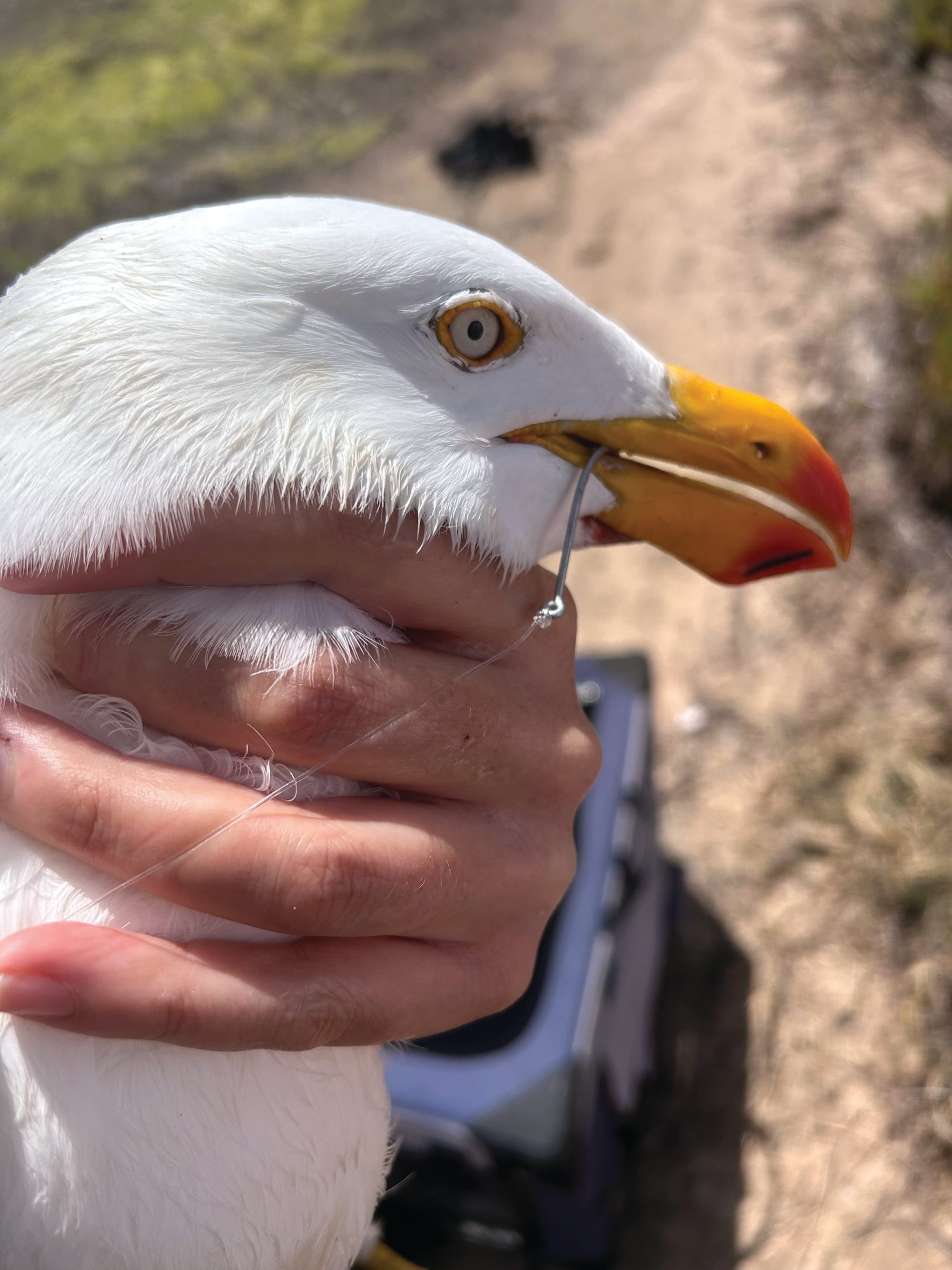 Wildlife cases entangled in fishing line skyrocket
