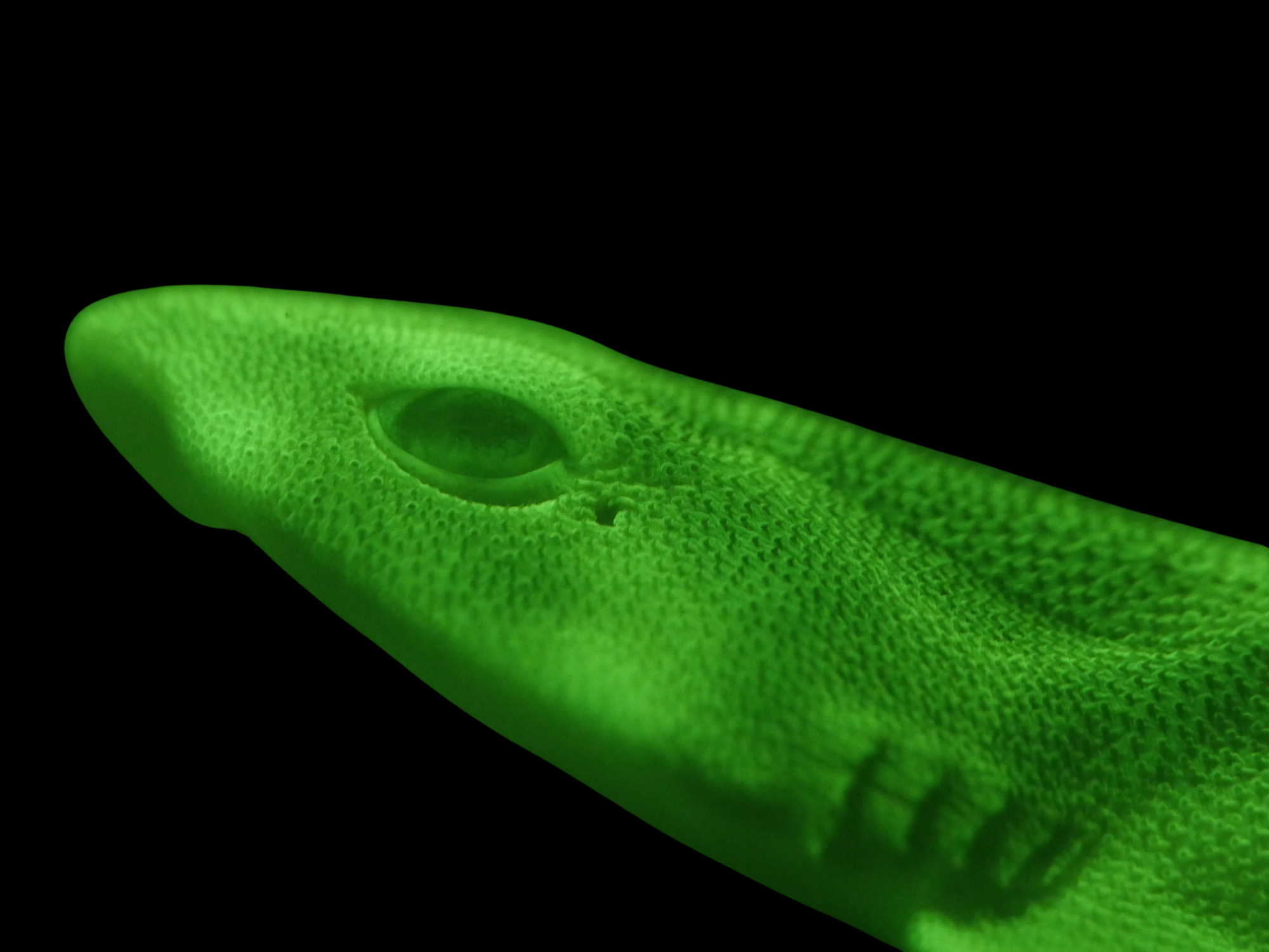 World-first discovery in Western Port