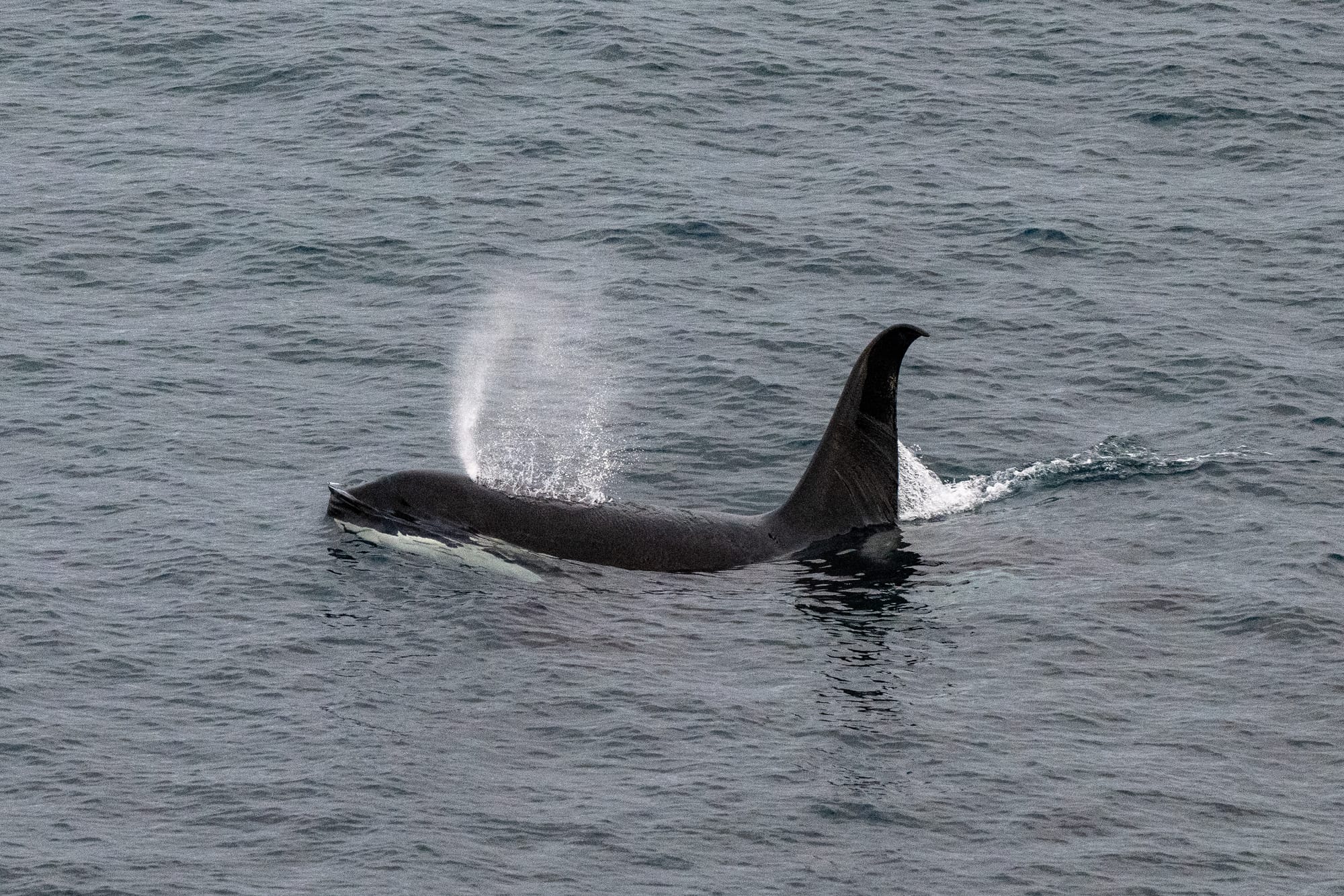 Splash down: whale season kicks off