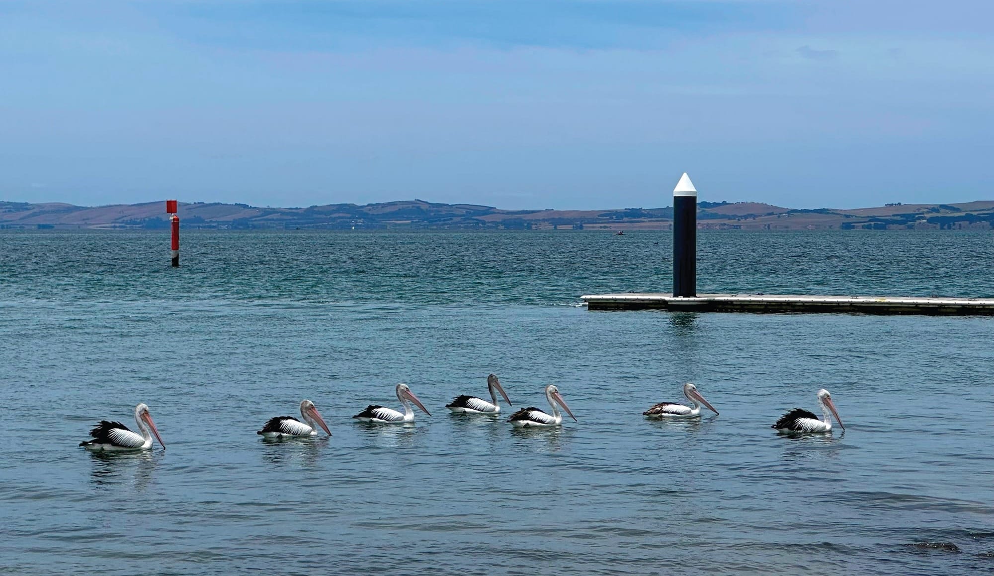 Count pelicans for PeliCount 2026
