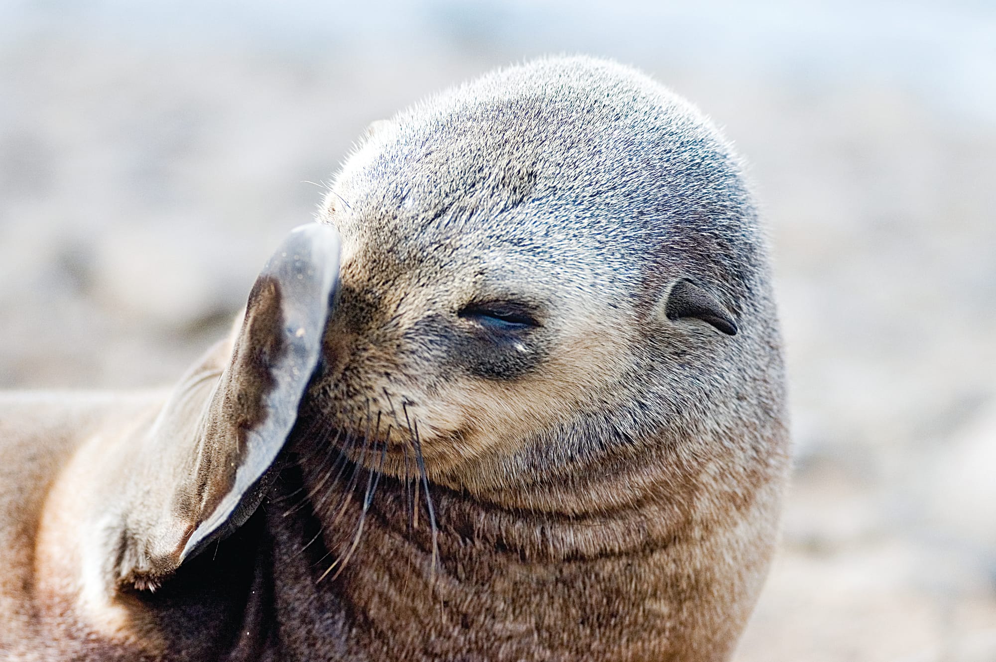Citizen scientists helping Victoria's seals
