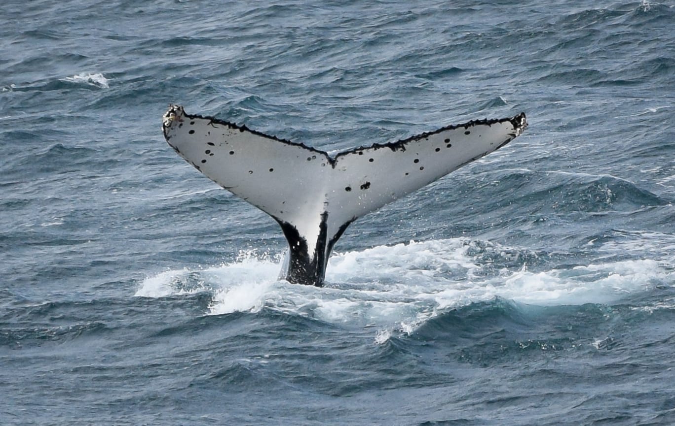 An adults' guide to the 2026 Island Whale Festival