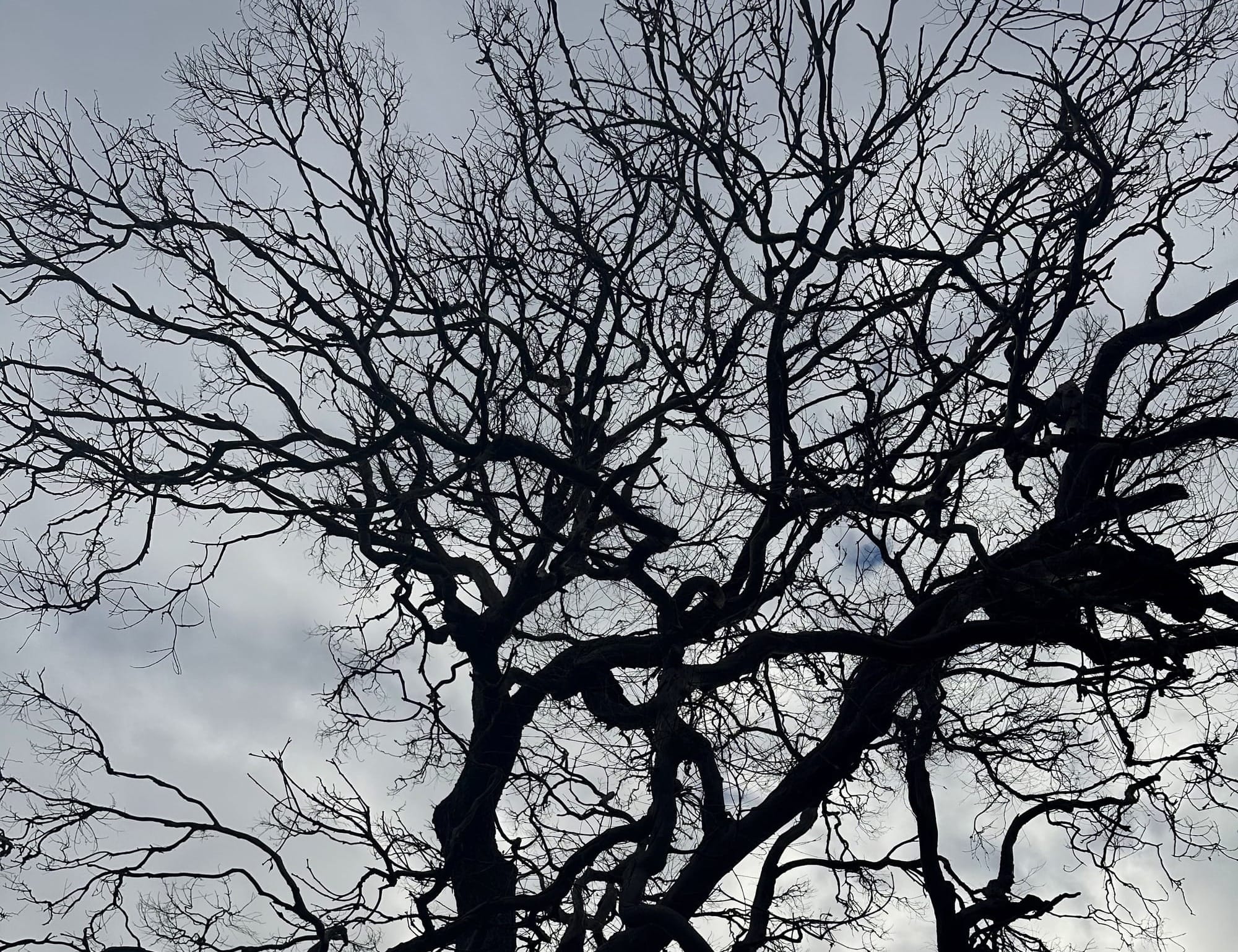 It's not good news for Phillip Island's trees