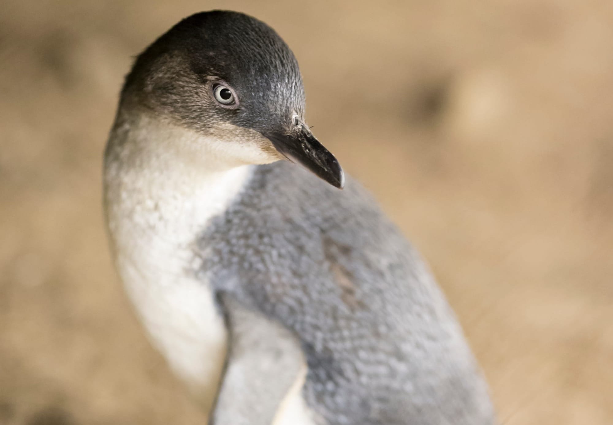 Penguin infection confirmed
