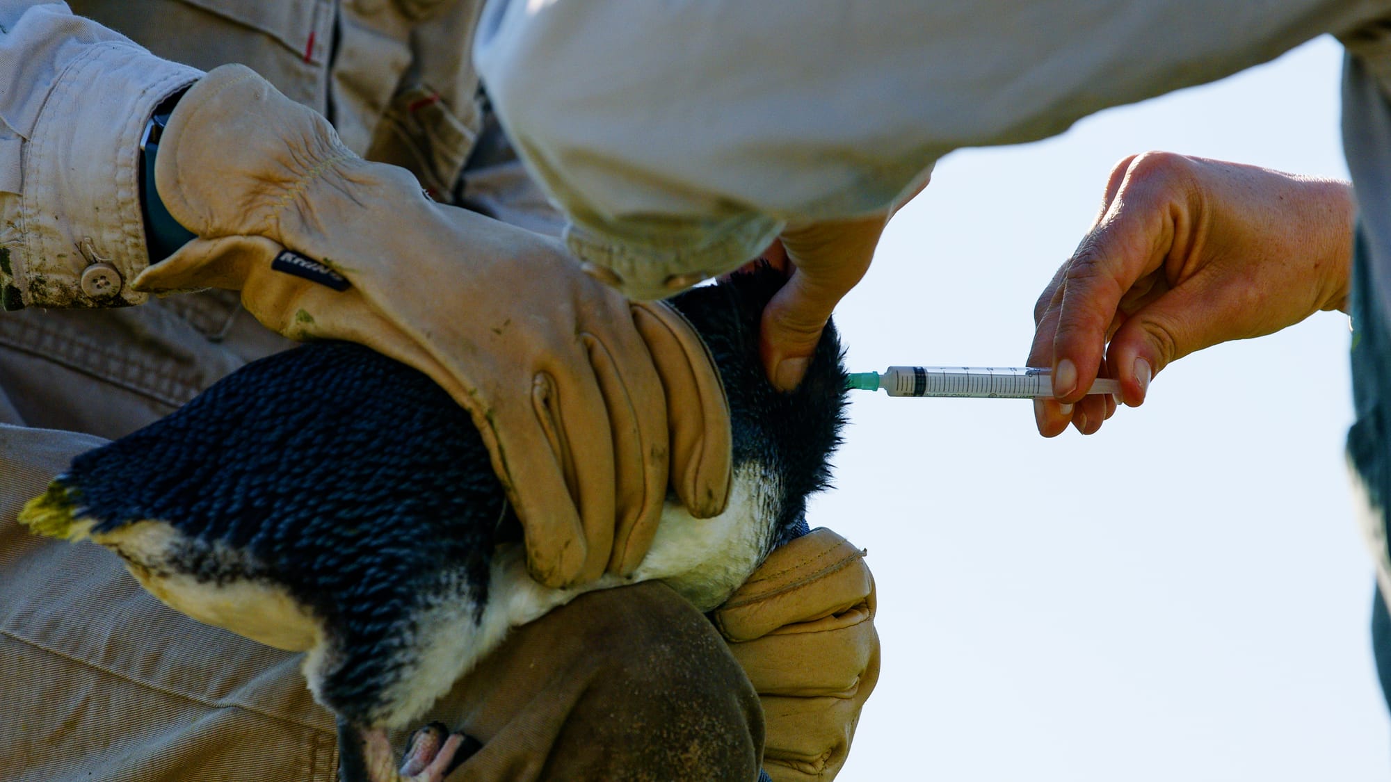 Penguin vaccinations underway