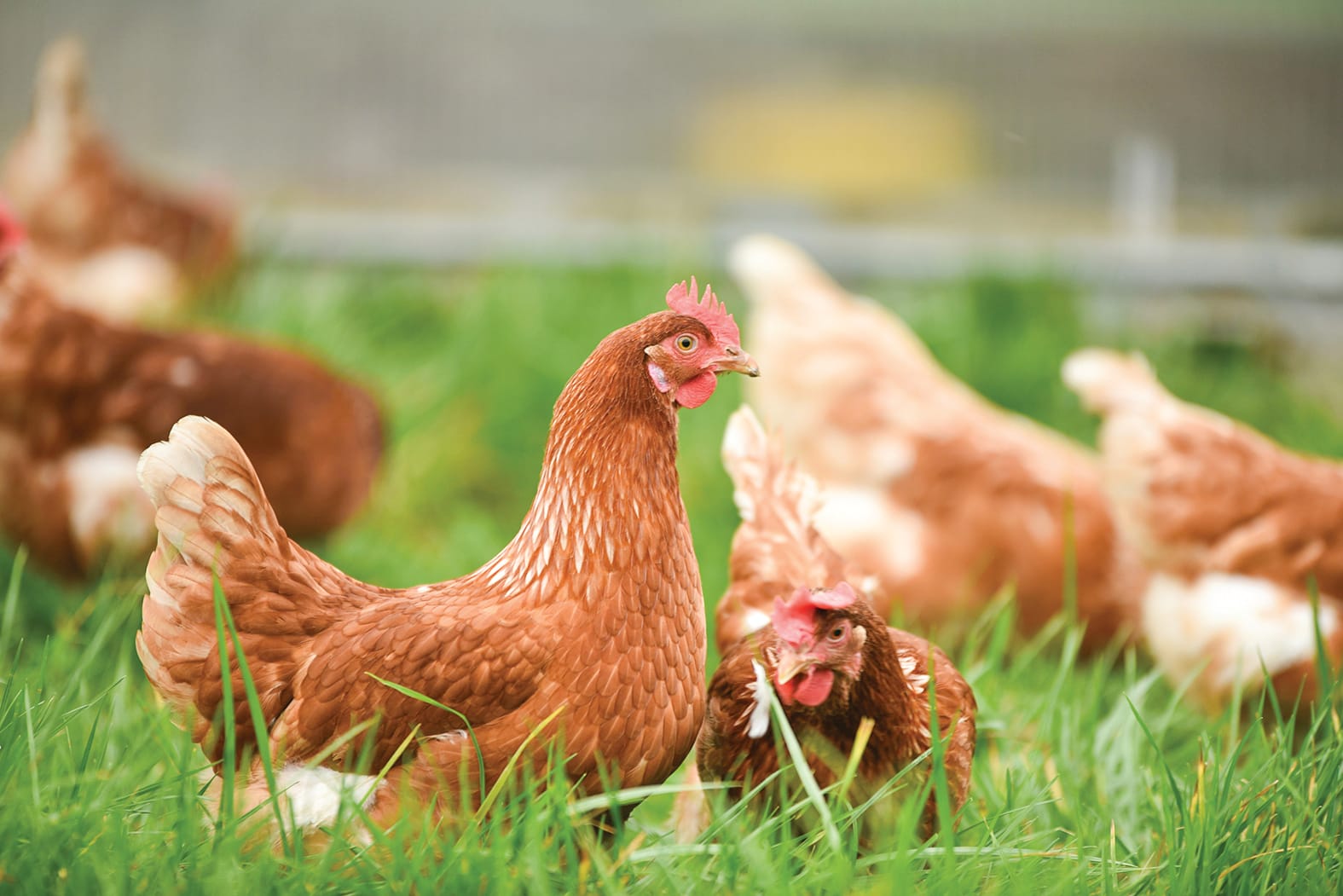 Protecting poultry response continues