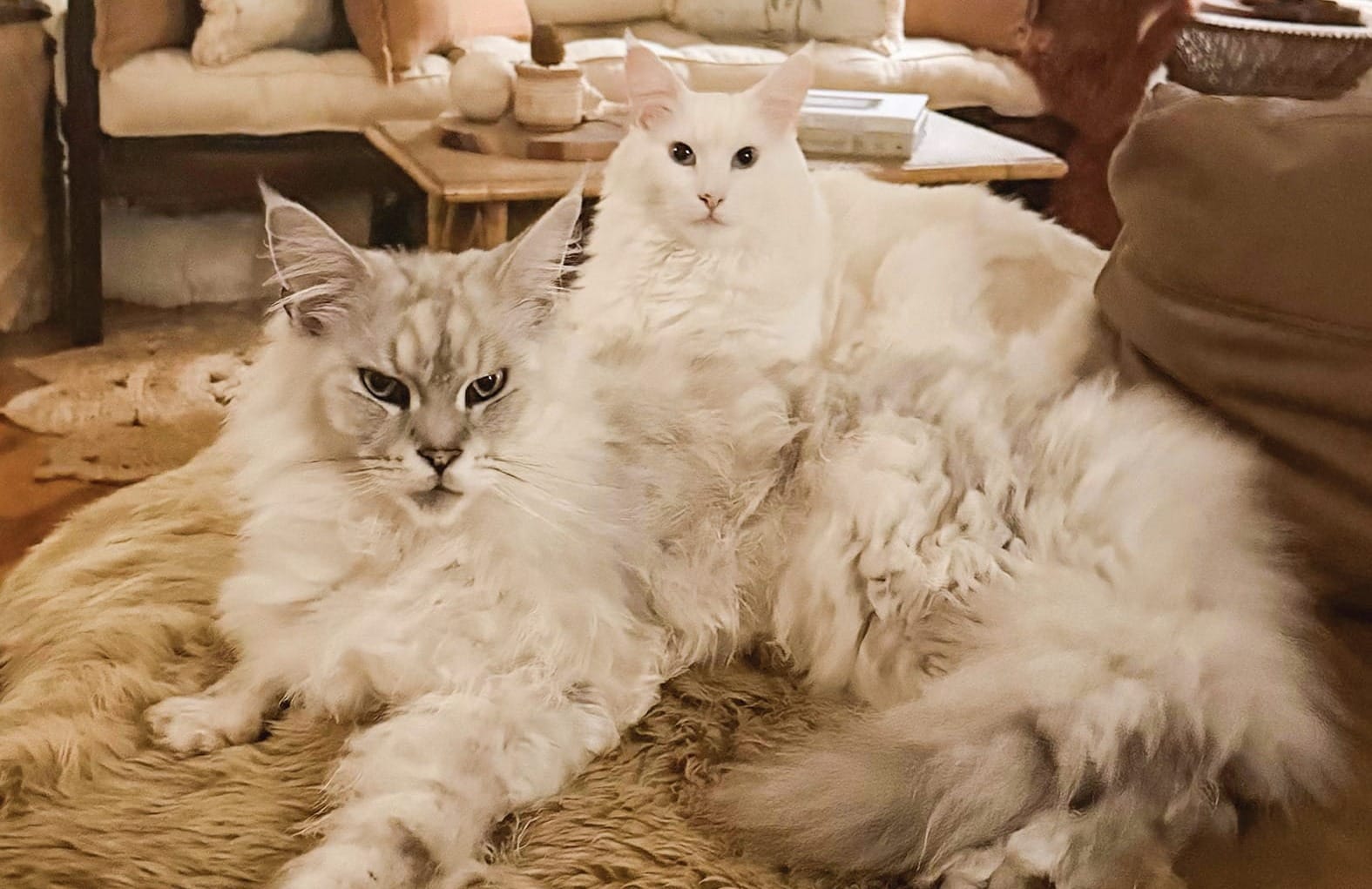 We love our furry friends!