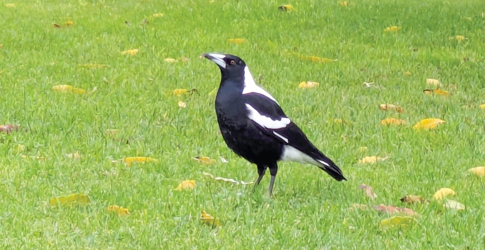 Angry birds are back as swooping season begins