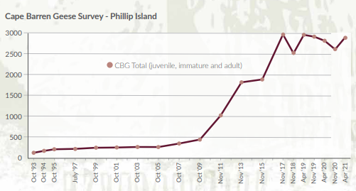 Cape Barren goose numbers plateau