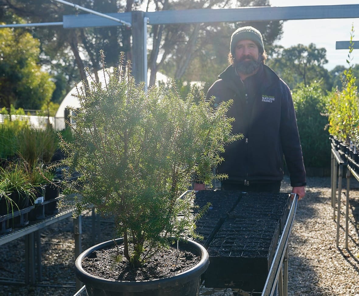 Threatened flora on Phillip Island