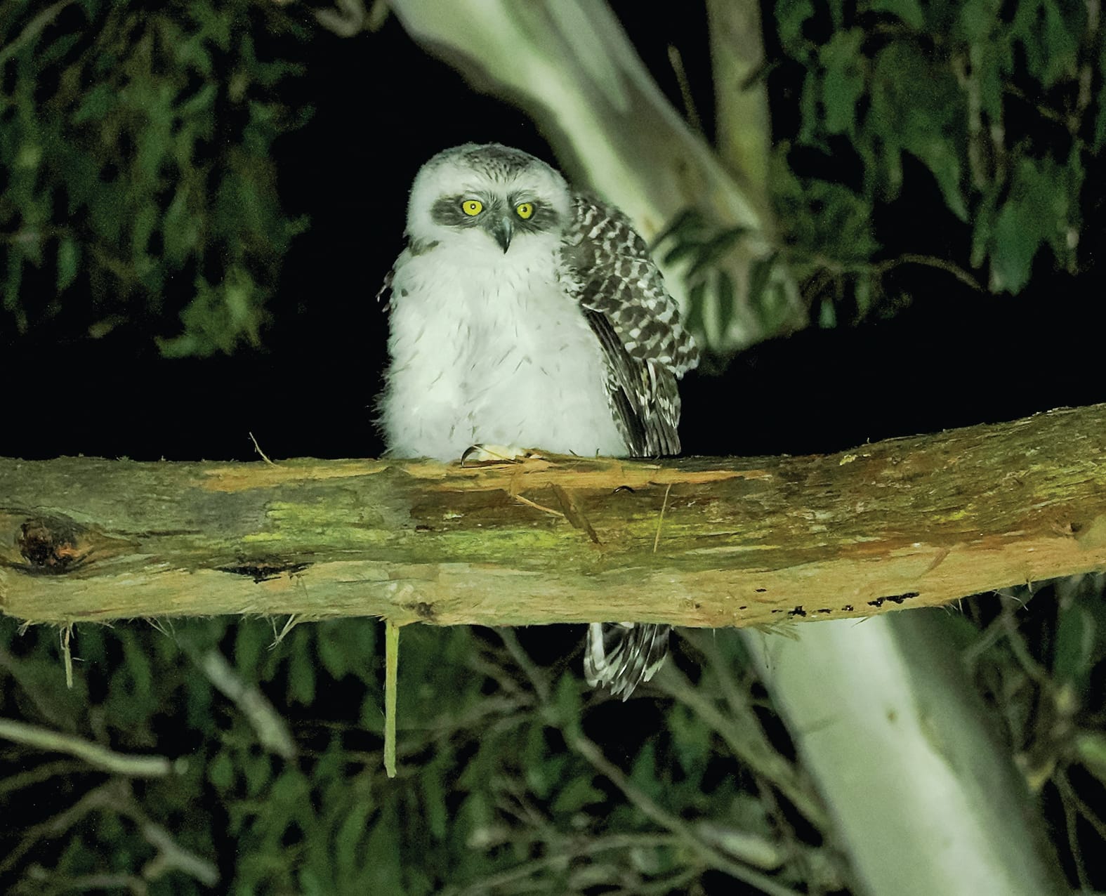 Threatened owls breeding in Woodlands