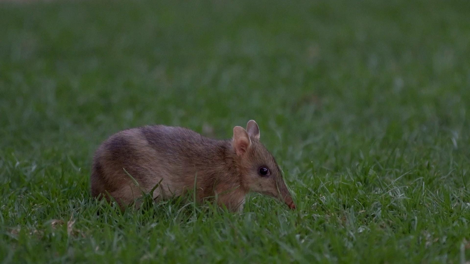 See the bandicoots of Churchill Island