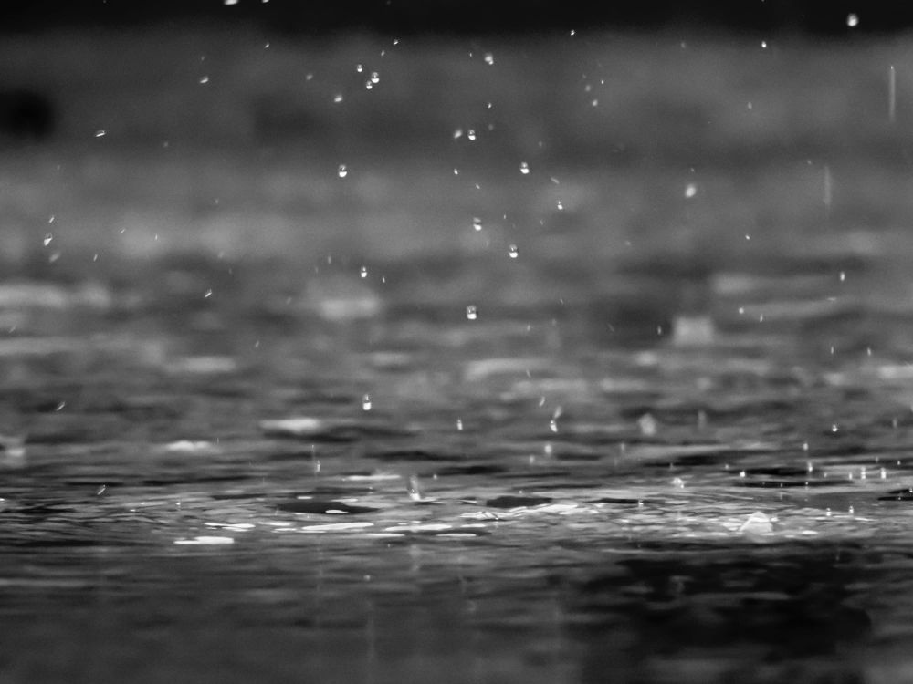 Welcome rain reprieve for gardens post image