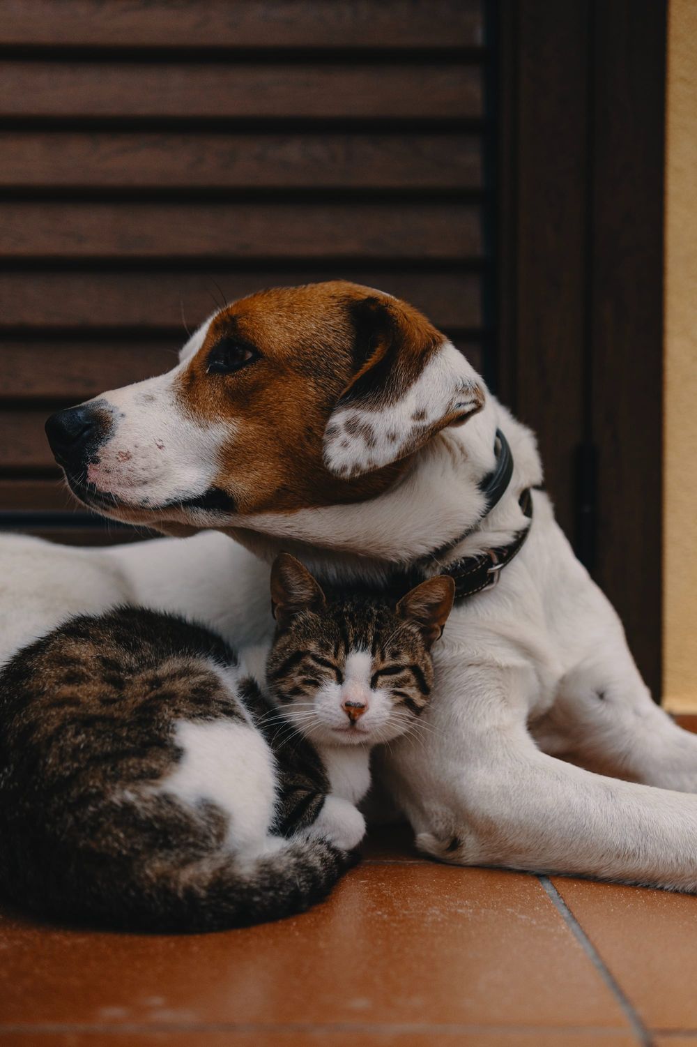 Cats and dogs: facts and figures post image