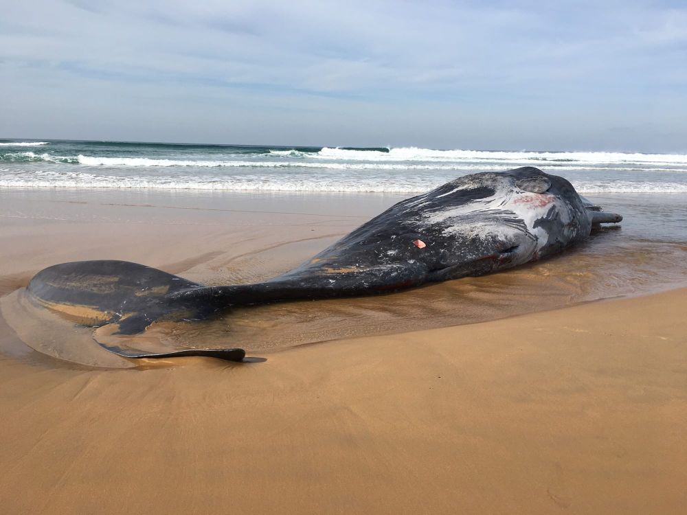 Whale carcass to break down naturally post image