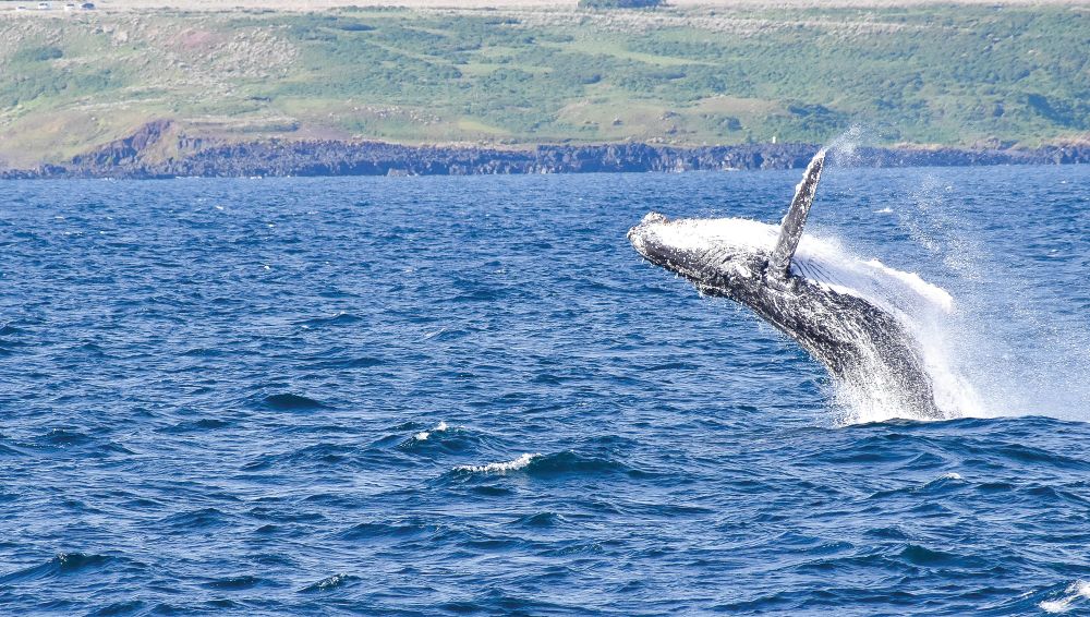 The whales are here! post image