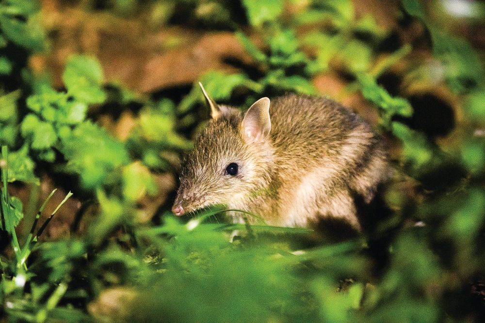 Slow down and protect our smallest residents post image