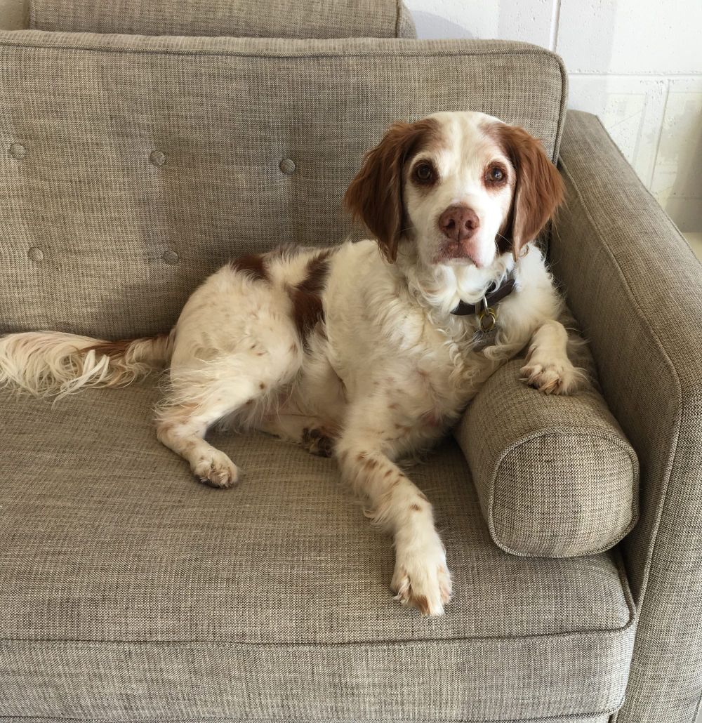 True devotion post image