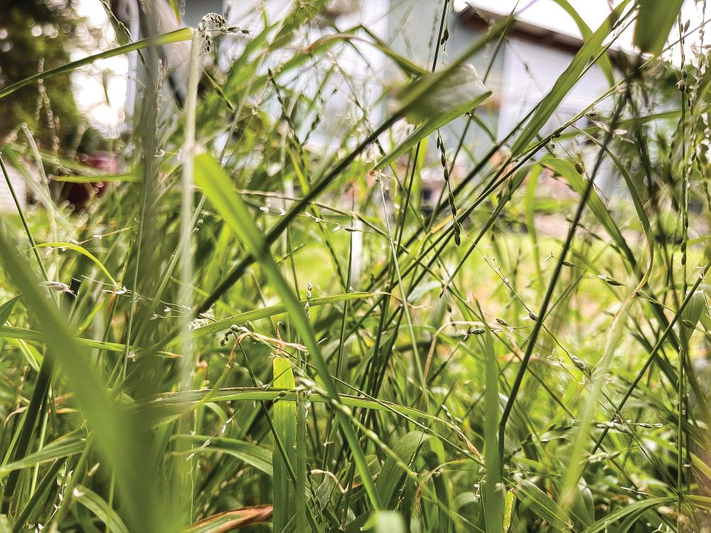 Mow, mow, mow your lawn post image