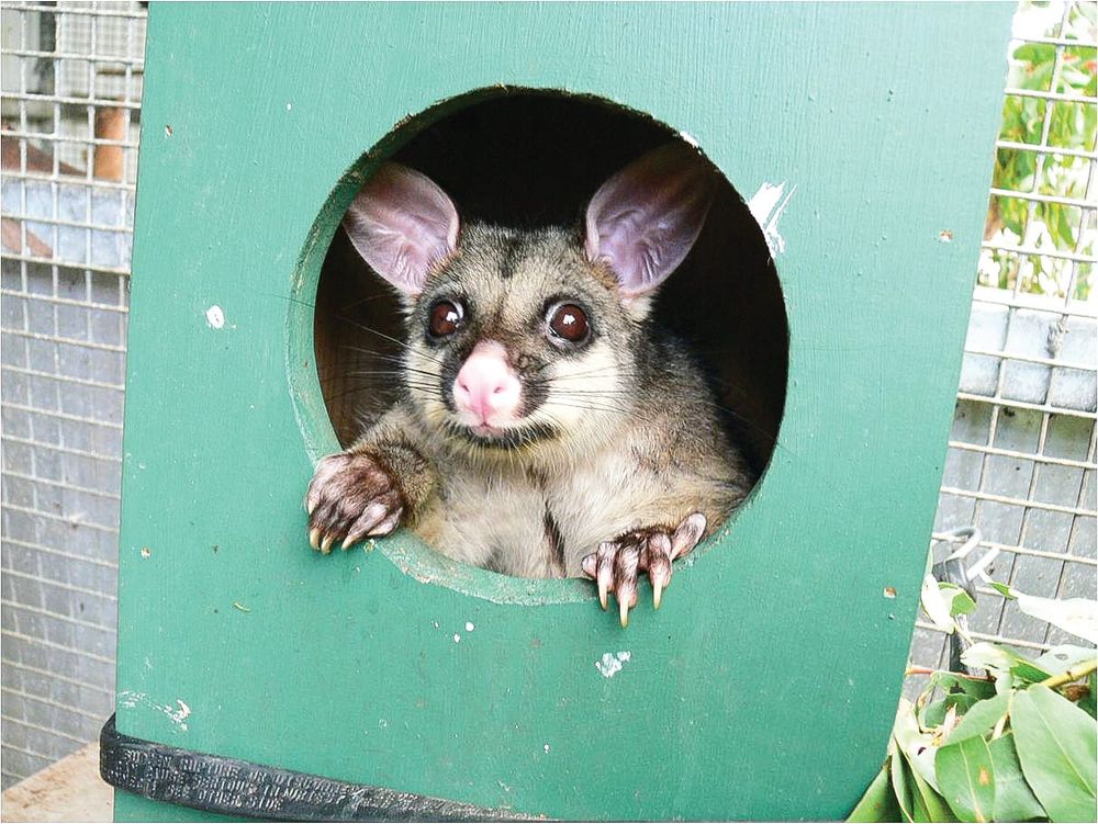 Measures to stop impacts of possums, wallabies post image