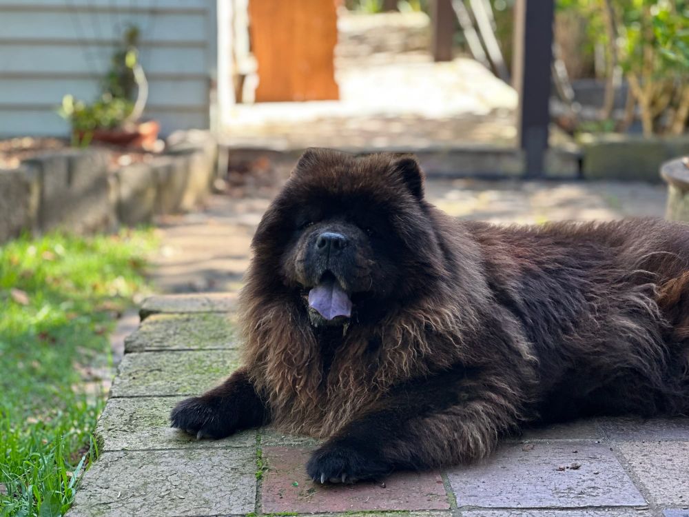 Three cheers for Chichi's rescuers post image