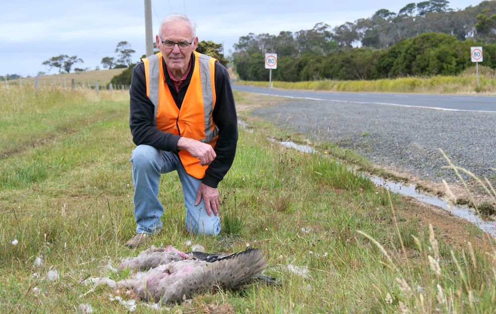 Stop roadkill, finalise speed review post image