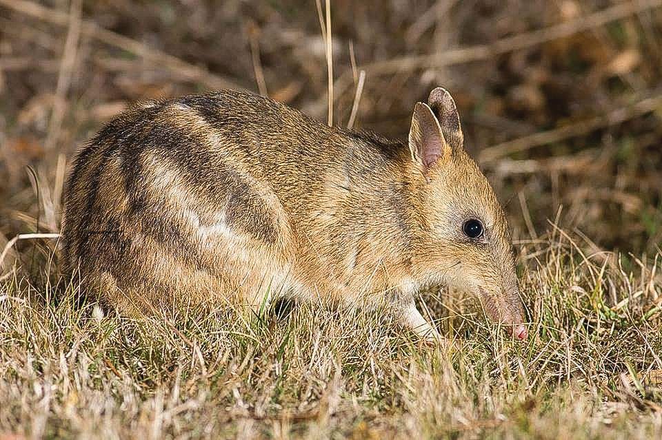 Car ferry’s likely end for “Victoria's Island Sanctuary” post image