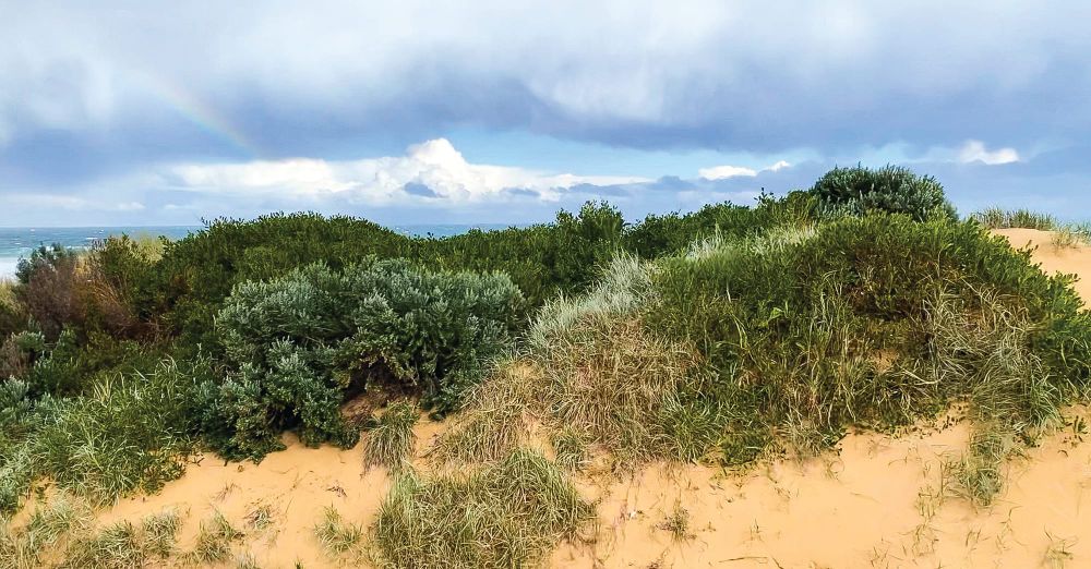 Down in the dunes post image