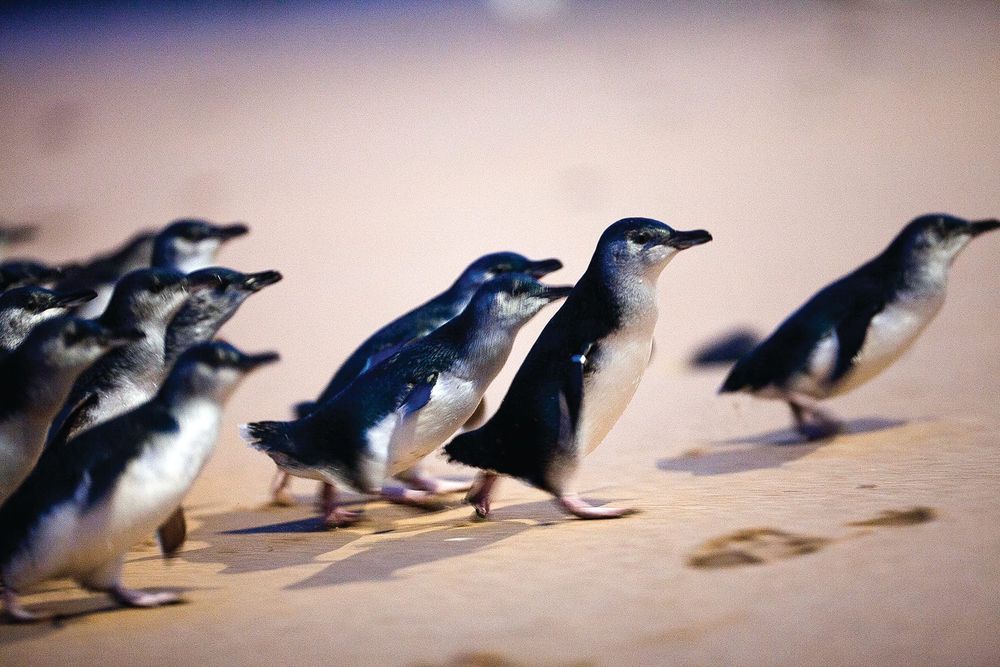 The penguins are coming post image