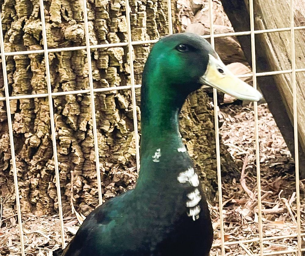DAK's duck on last legs post image