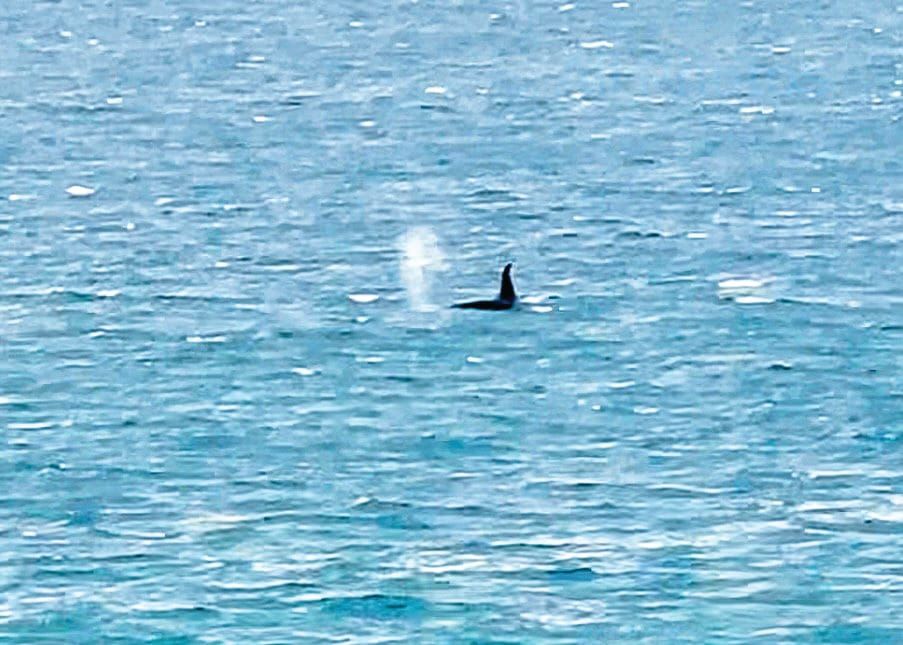 Orca spotted at Seal Rocks post image