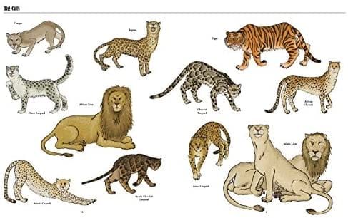 Jaguar, puma or a fat cat? post image