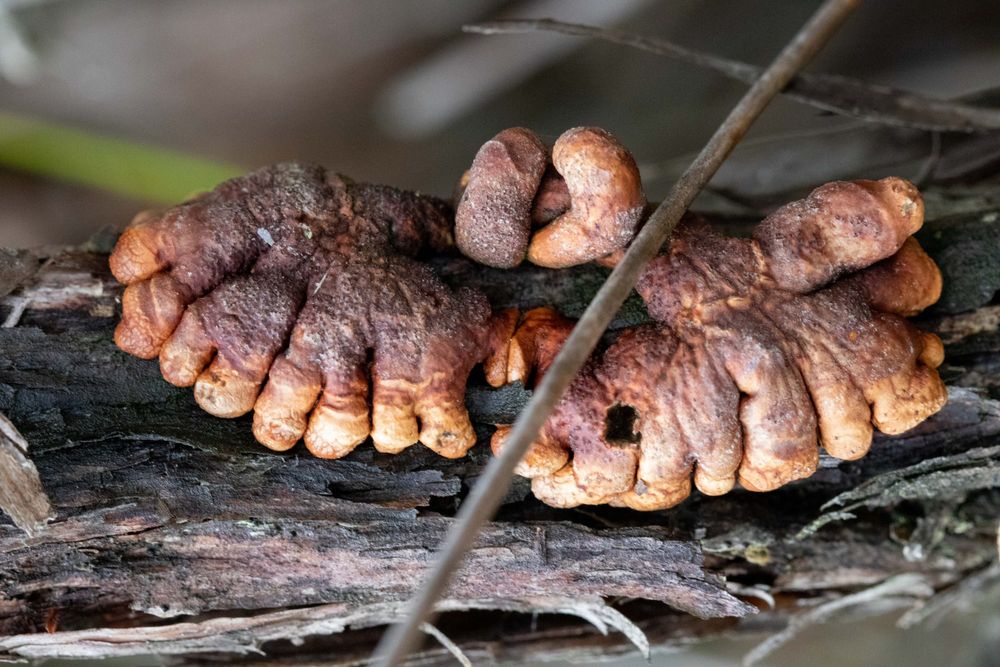 Fungus may save woodlands from mining post image
