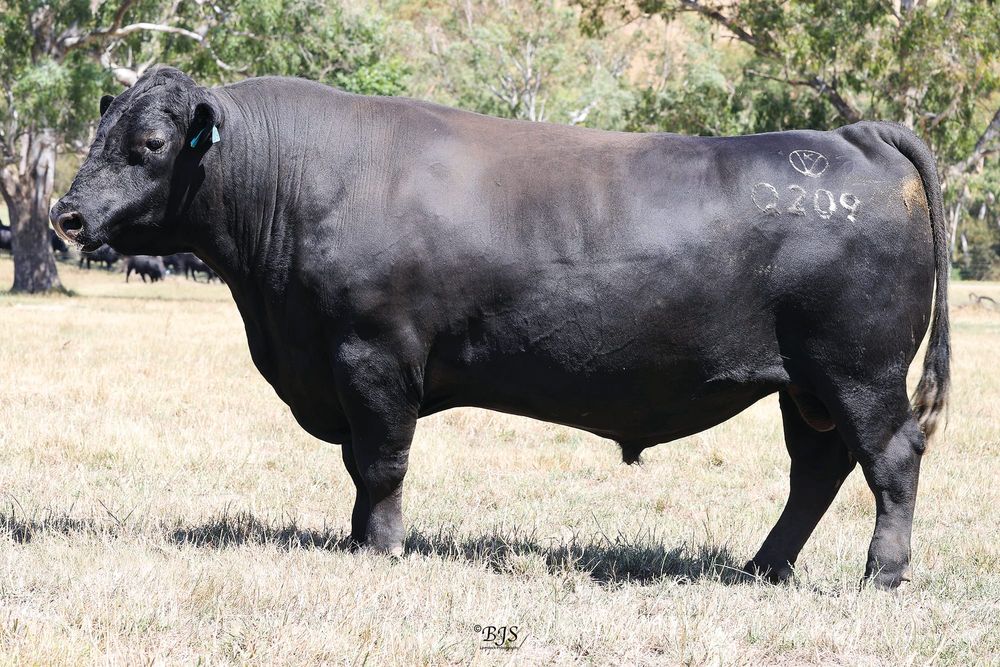 Heifers a bonus at Kelly Angus autumn offering post image