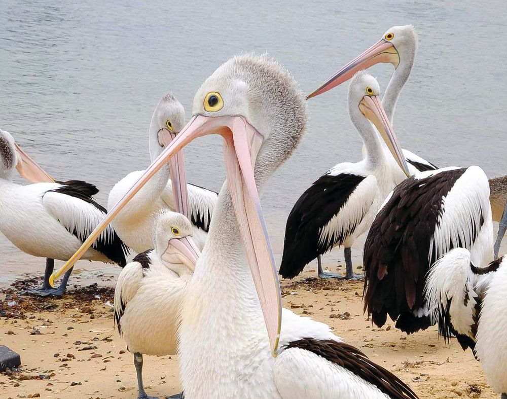 Island volunteers catching pelicans post image