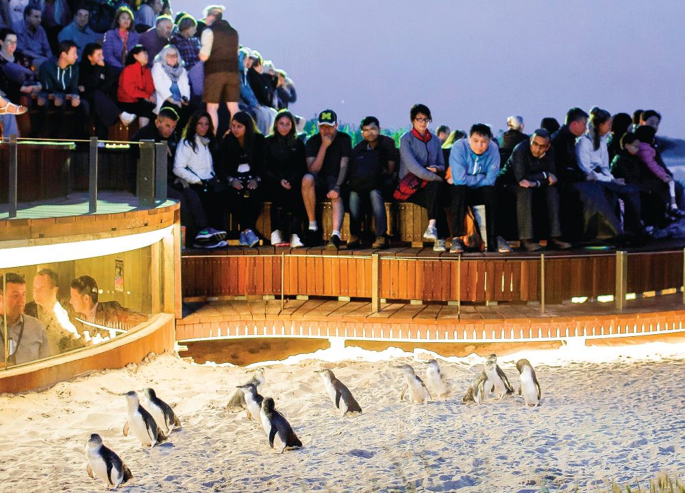 Penguins bred for success post image