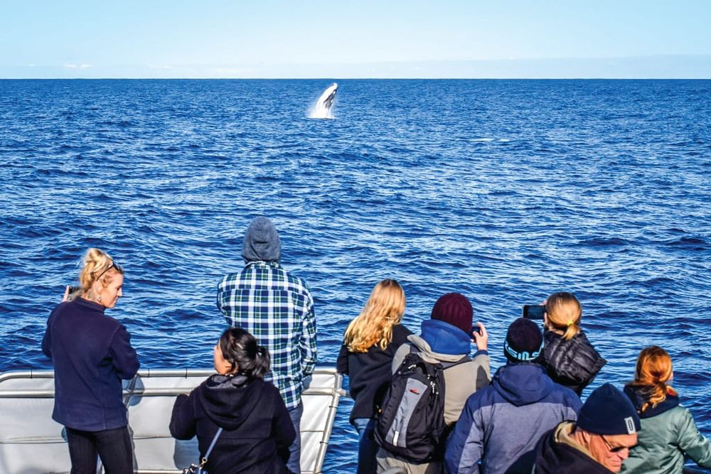 Whale Fest is simply the best post image